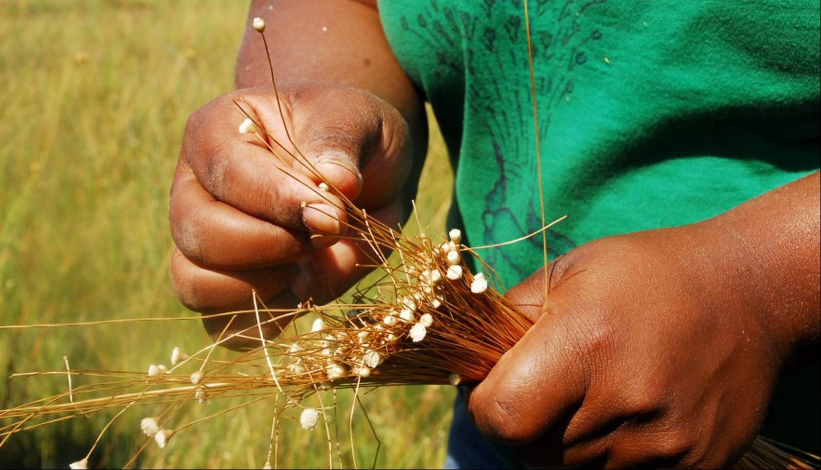 Mulheres da comunidade local colhem o capim-dourado no início da primavera